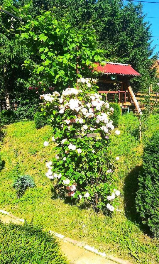 برانْ Casa Bradul Verde المظهر الخارجي الصورة